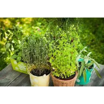 Organic Herbal Plants