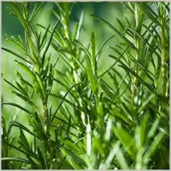 Organic Herbal Plant