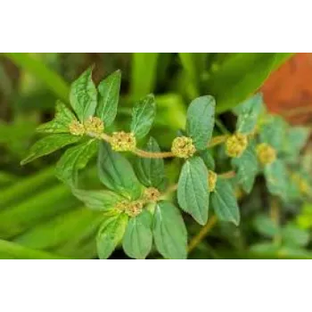 Natural  Herbal Basil Plants