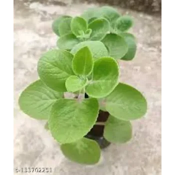 Organic Rudraksha Plant