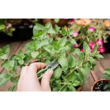Natural Herbal Plant