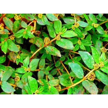 Herbal Tulsi Plant
