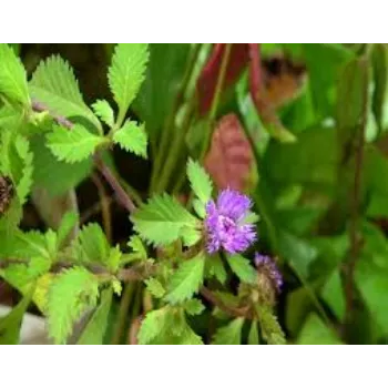 Natural Herbal Plants