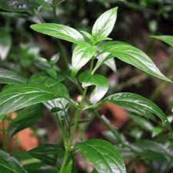Natural Herbal Plant