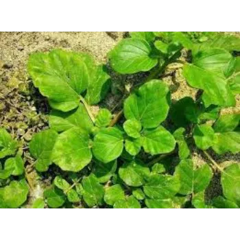 Natural Herbal Medicinal Plants