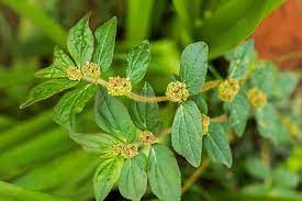 Common Herbal Tulsi Plants