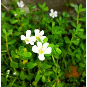 Organic Rudraksha Plant