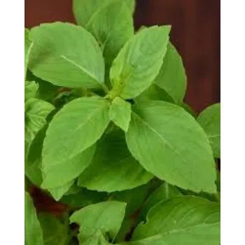 Organic Herbal  Plant