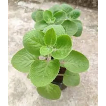 Natural Herbal Tulsi Plants