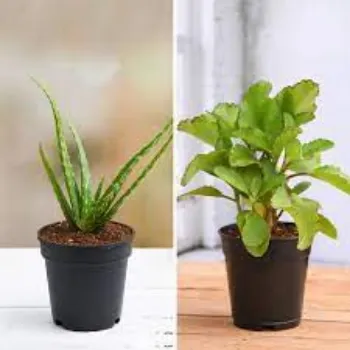 Natural Ashwagandha Plant