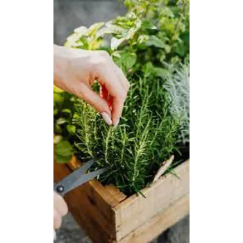 Organic Basil Plants