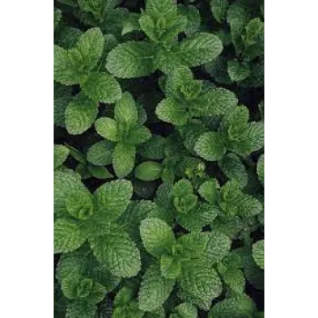 Organic Herbal Plants