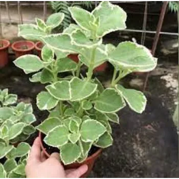 Organic Medicinal Plants