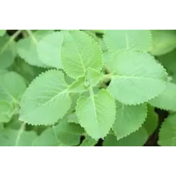 Common Herbal Plants