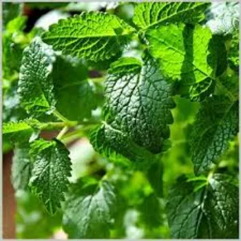 Natural Tulsi Plants