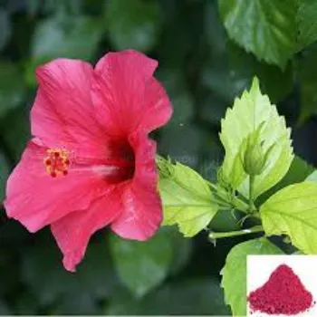 Fresh Hibiscus Flowers Exporter