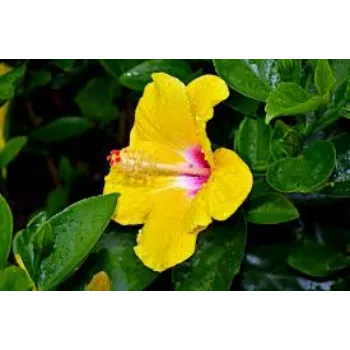 Fresh Hibiscus Flowers