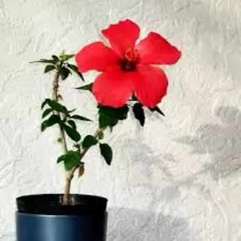 Fresh Hibiscus Flowers Manufacturer