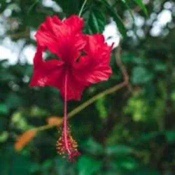 Fresh Hibiscus Flower Manufacturer