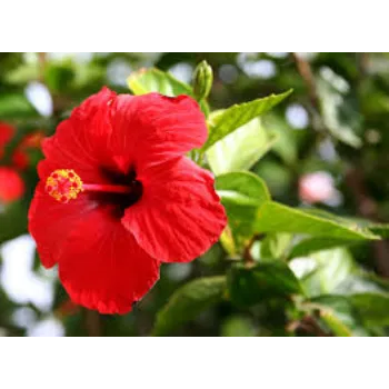 Hibiscus Flower Manufacturer
