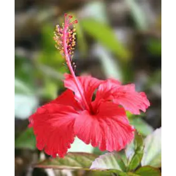 Fresh Hibiscus Flower