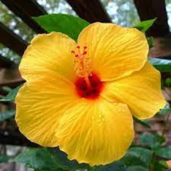 Fresh Hibiscus Flowers