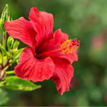 Natural Hibiscus Flowers