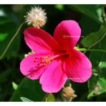 Organic Hibiscus Flowers