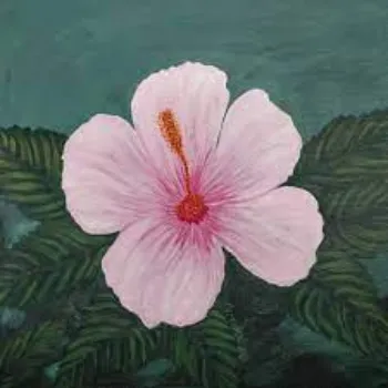 Fresh Hibiscus Flowers