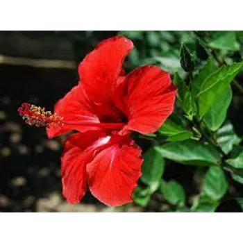 Natural Hibiscus Flowers