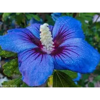 Fresh Hibiscus Flowers