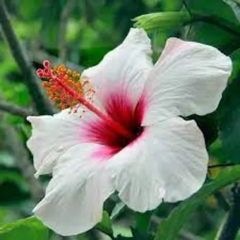 Organic Hibiscus Flowers