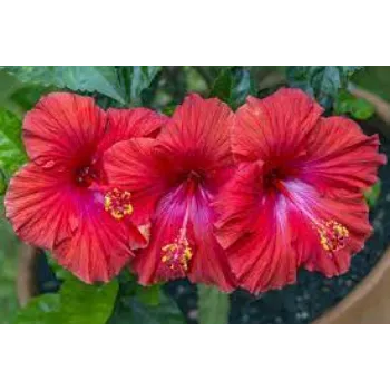 Common Hibiscus Flowers