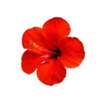 Common Hibiscus Flowers