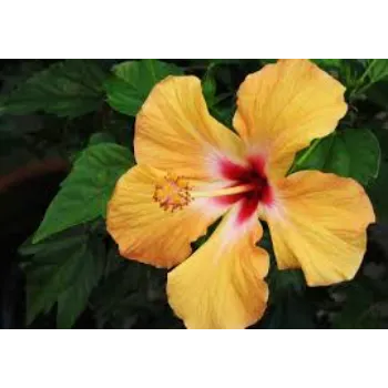 Fresh Hibiscus Flower Exporter