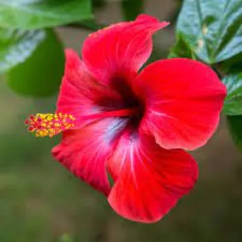 Fresh Hibiscus Flowers