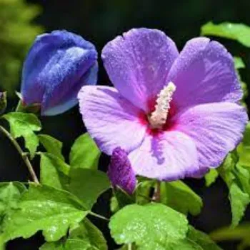 Organic Hibiscus Flowers