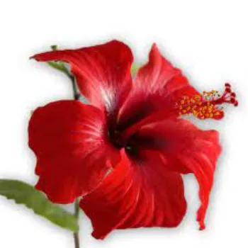 Common Hibiscus Flowers