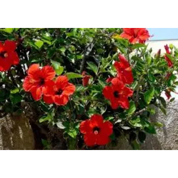 Fresh Hibiscus Flower Manufacturer