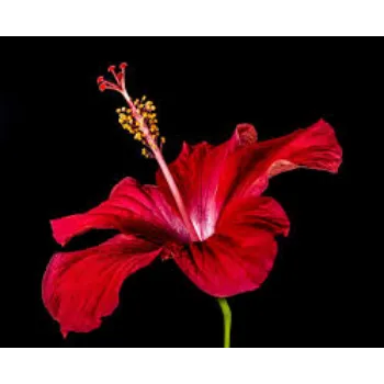 Natural Hibiscus Flower