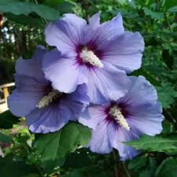 Organic Hibiscus Flowers Manufacturer