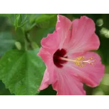 Fresh Hibiscus Flowers Exporter