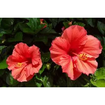Natural Hibiscus Flowers