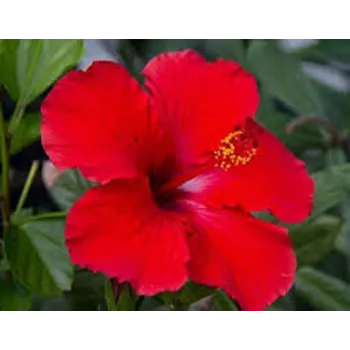 Fresh Hibiscus Flower Manufacturer
