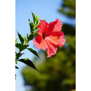 Fresh Hibiscus Flowers