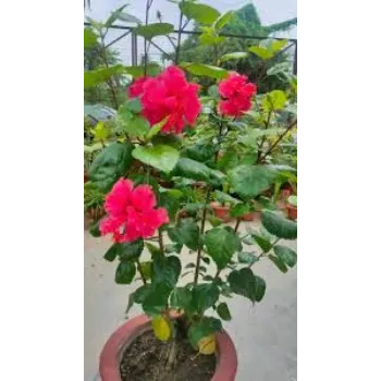 Fresh Hibiscus Flowers