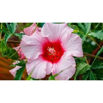 Organic Hibiscus Flowers