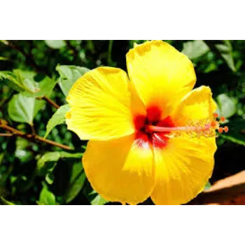  Hibiscus Flowers