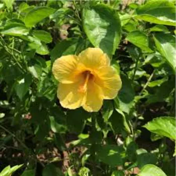 Natural Hibiscus Flowers