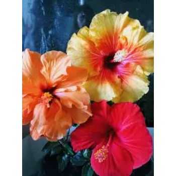 Hibiscus Flowers